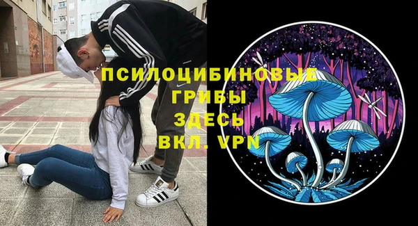 крисы Корсаков