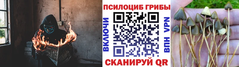 Псилоцибиновые грибы прущие грибы Лахденпохья